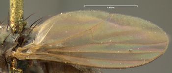 Media type: image;   Entomology 13013 Aspect: wing